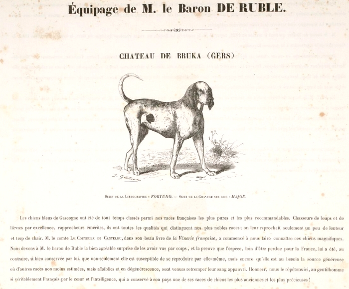 Major par J. Gélibert - Tiré de l'Exposition du Bois de Boulogne (1863) - Journal des chasseurs